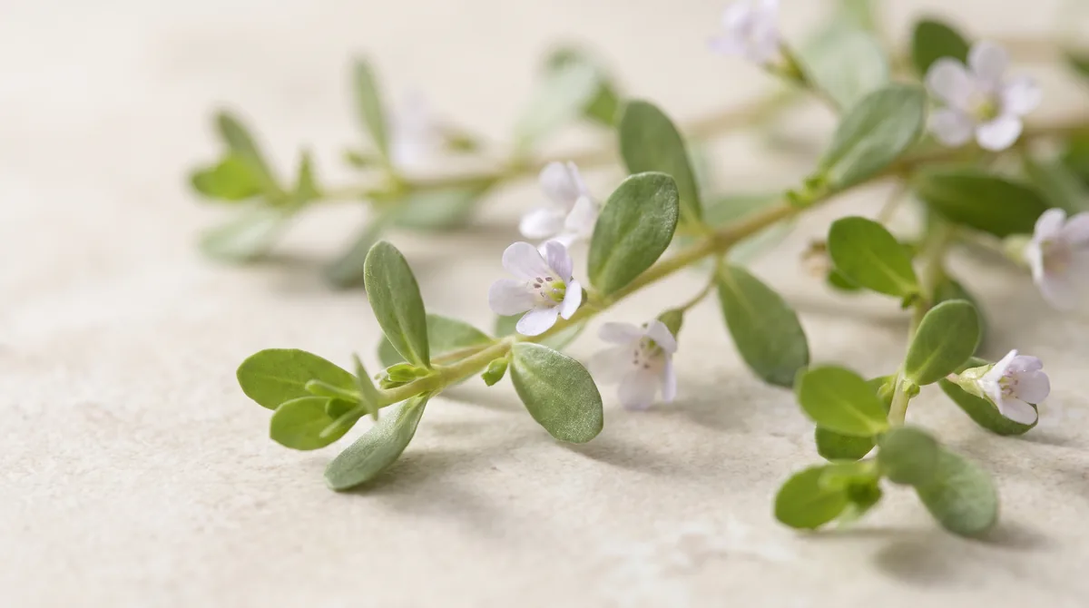 Fresh Bacopa monnieri leaves and flowers on a warm neutral surface.